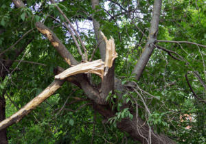 Broken-tree