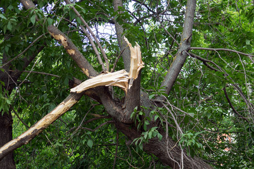 Broken-tree