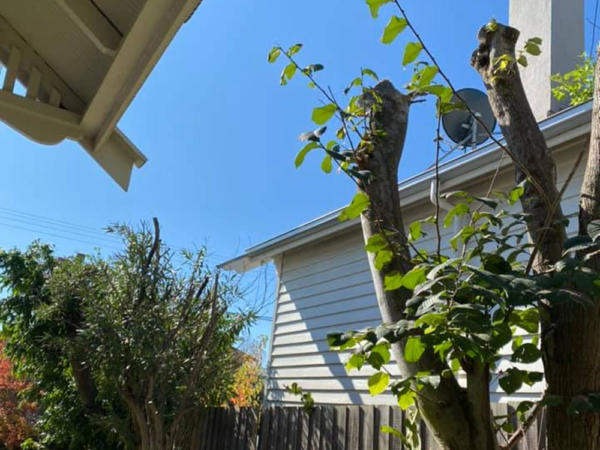 Geelong home with trees that need pruning