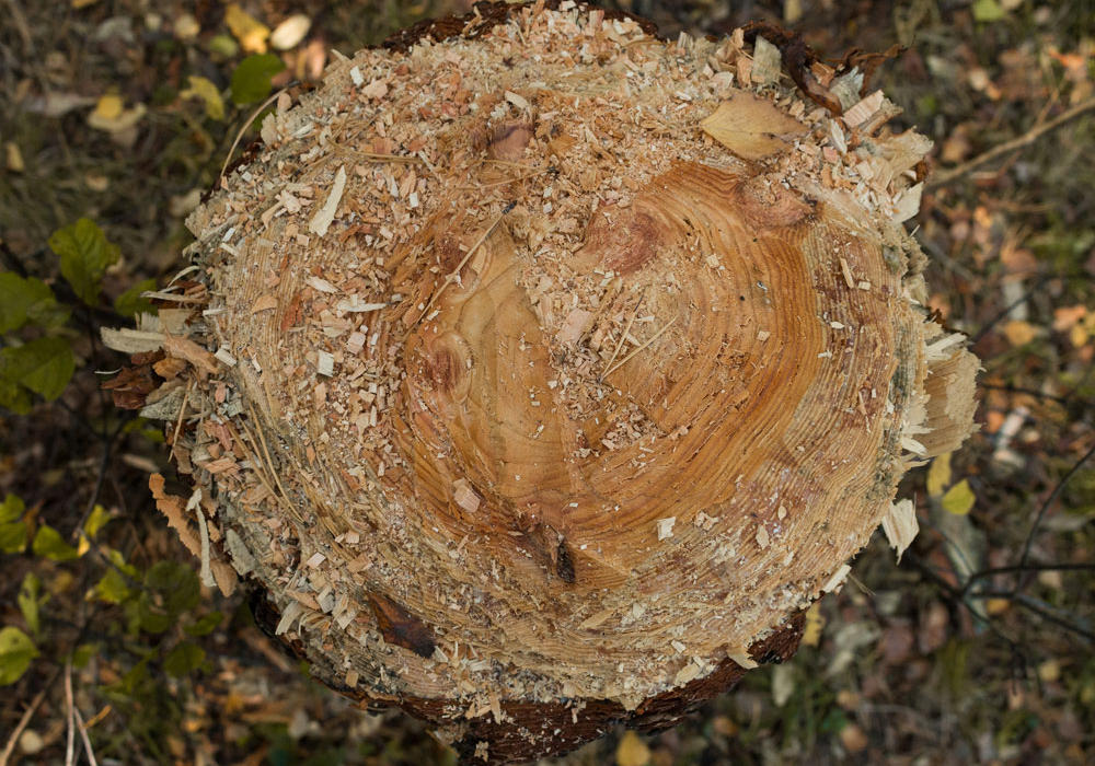 Tree stump grinding in Geelong