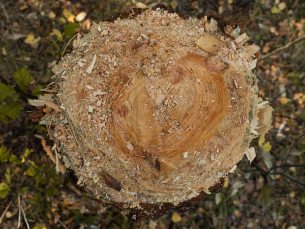 Tree stump grinding in Geelong