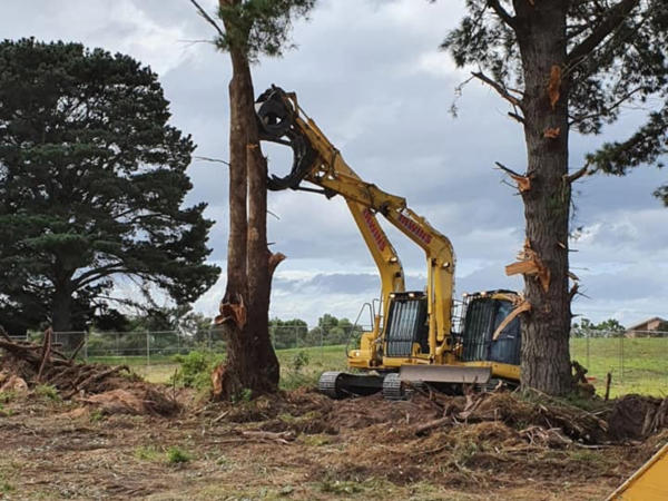 Tree being removed in Point Lonsdale