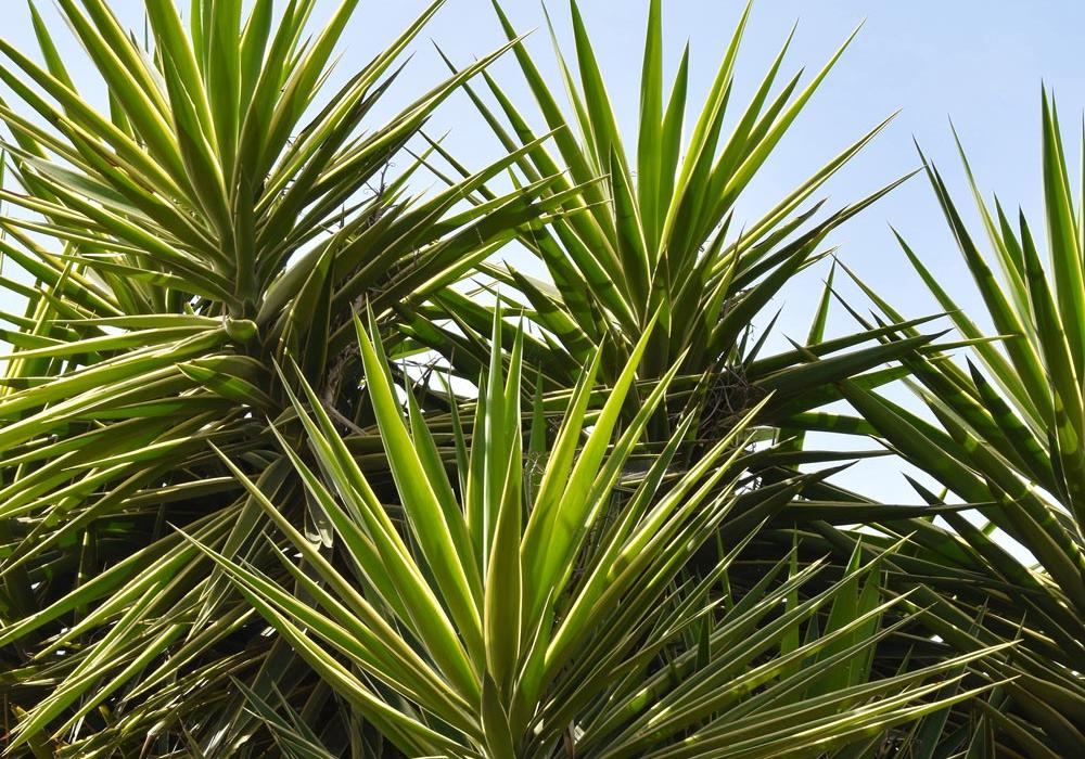 Yucca trees being removed in Geelong