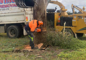 Chainsaw-trunk-1000px