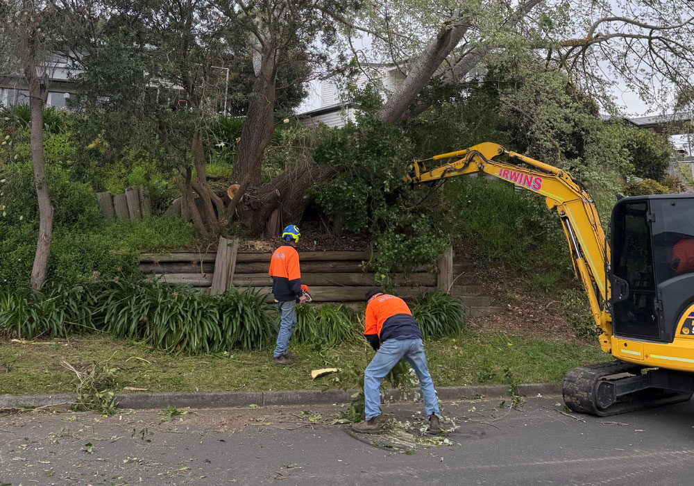 Large-ash-tree-removal-in-ocean-grove